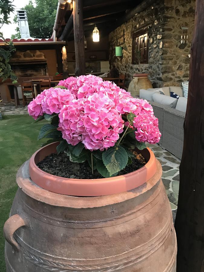Villa Casa Avocado Tavronitis Eksteriør billede